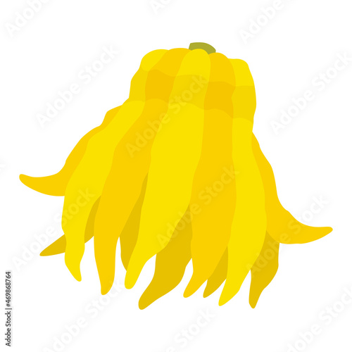 仏手柑のイラスト