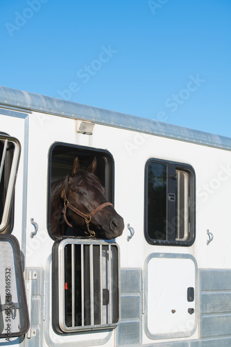 horse in horse trailer wearing leather halter looking out open window of horsebox white trailer window open vertical format blue sky on top room for masthead or logo signifying safe horse transport  photo