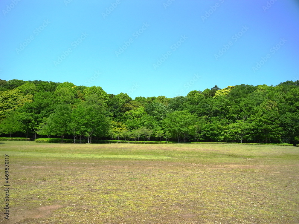 初夏の21世紀の森と広場風景