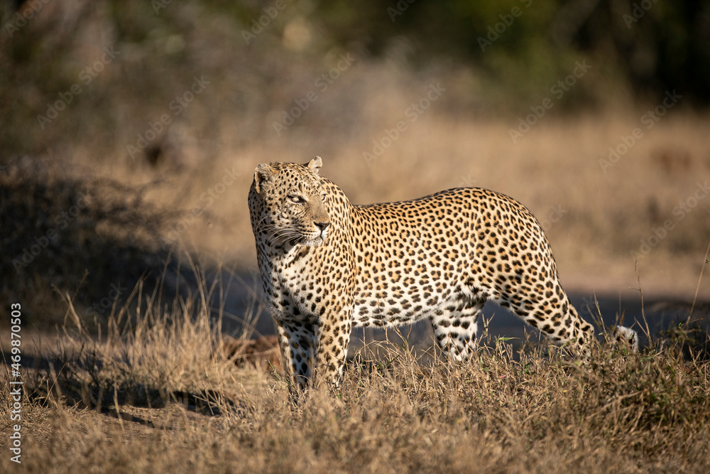 A male leopard, Panthera pardus, walks in dry short grass, looking over shoulder in sunlight. A male leopard, Panthera pardus, walks in dry short grass, looking over shoulder in sunlight.