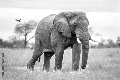 An elephant, Loxodonta africana, ears splayed
