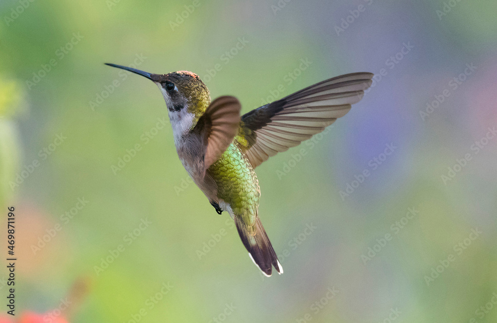 Fototapeta premium Black-chinned hummingbird