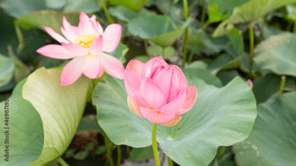 Pink lotus flower, water lily flower