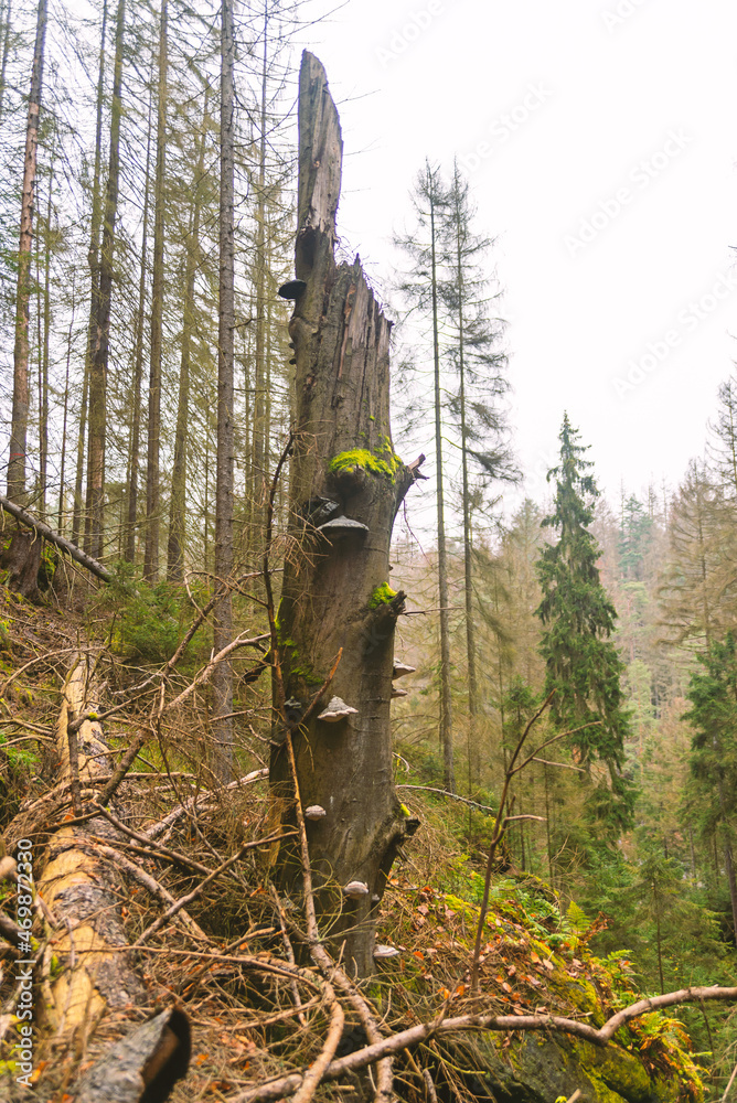 A broken tree in the forest. Forest landscape. Nature and wildlife. Cloudy, foggy day.