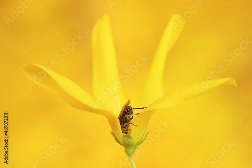 Insects gather honey on Forsythia flowers, in the botanical garden, North China