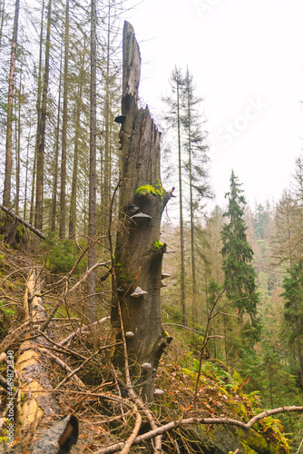Obraz na płótnie A broken tree in the forest. Forest landscape. Nature and wildlife. Cloudy, foggy day. w salonie