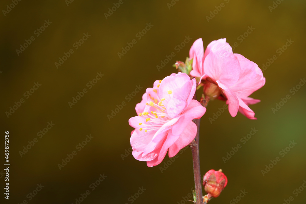 flowering plum flowers in the garden, North China flowering plum flowers in the garden, North China