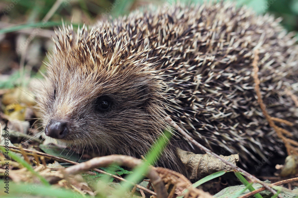 hedgehog in the grass hedgehog in the grass