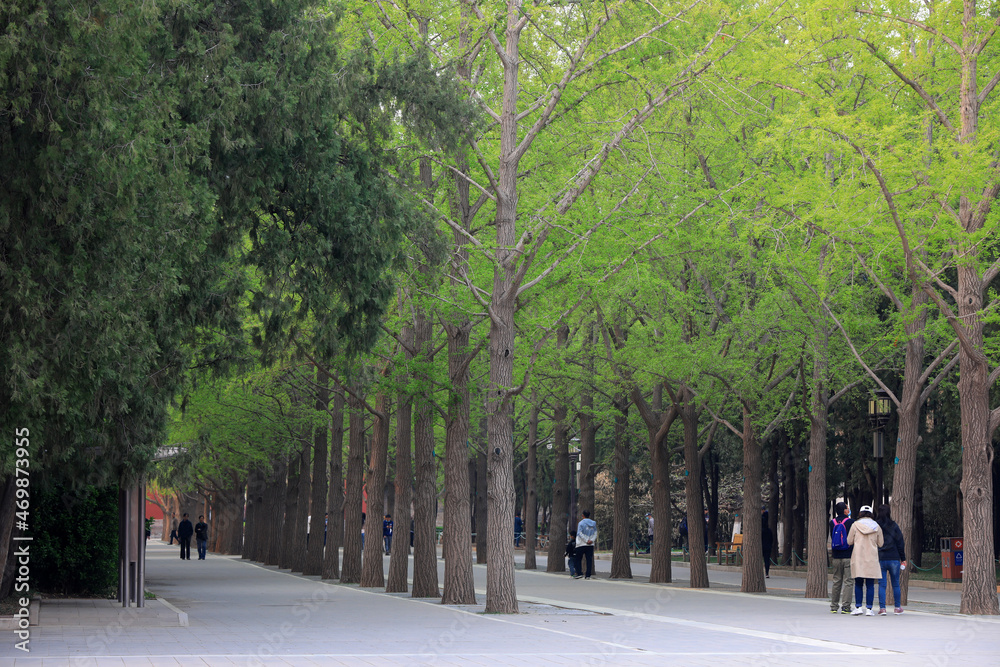 Greening trees in a park, Beijing