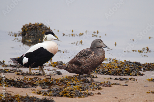 Cuadro en lienzo Common eider on the beach