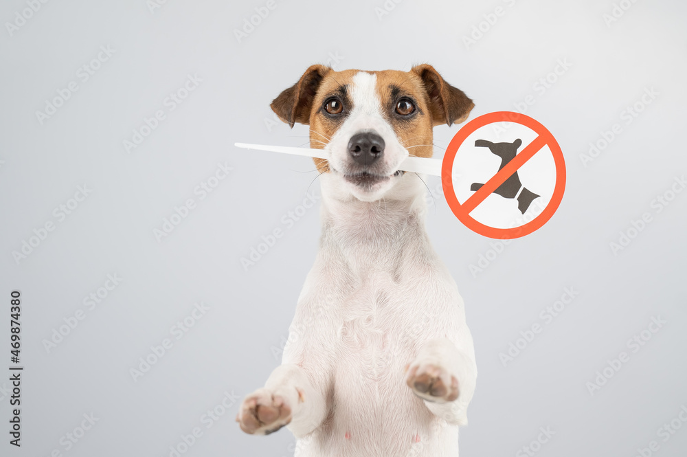 Dog jack russell terrier holding a sign dogs are not allowed on a white background.