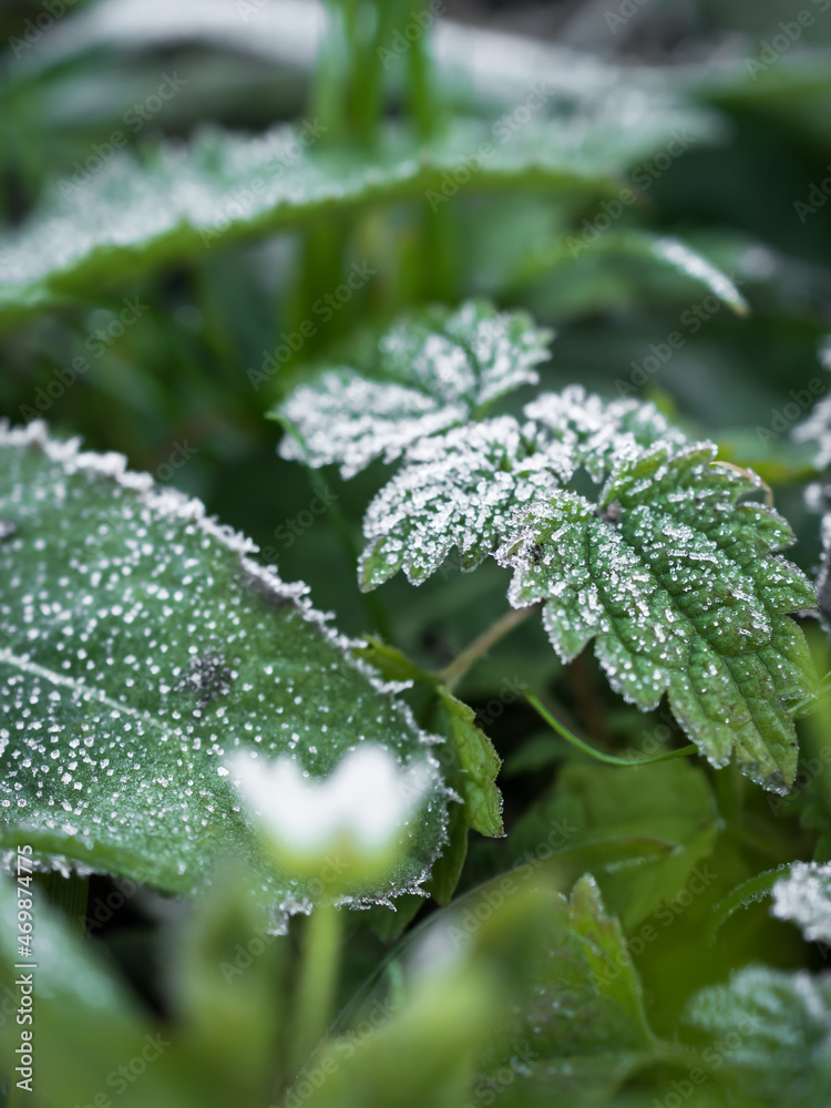 Close-up of various plants covered with hoarfrost. Frost texture on plant leaves. Vertically. Copy space. Close-up of various plants covered with hoarfrost. Frost texture on plant leaves. Vertically. Copy space.