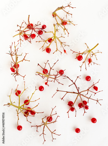 top view of viburnum branches with the leftover red berries isolated on white background, art flatlay, abstract creative pattern, selective focus