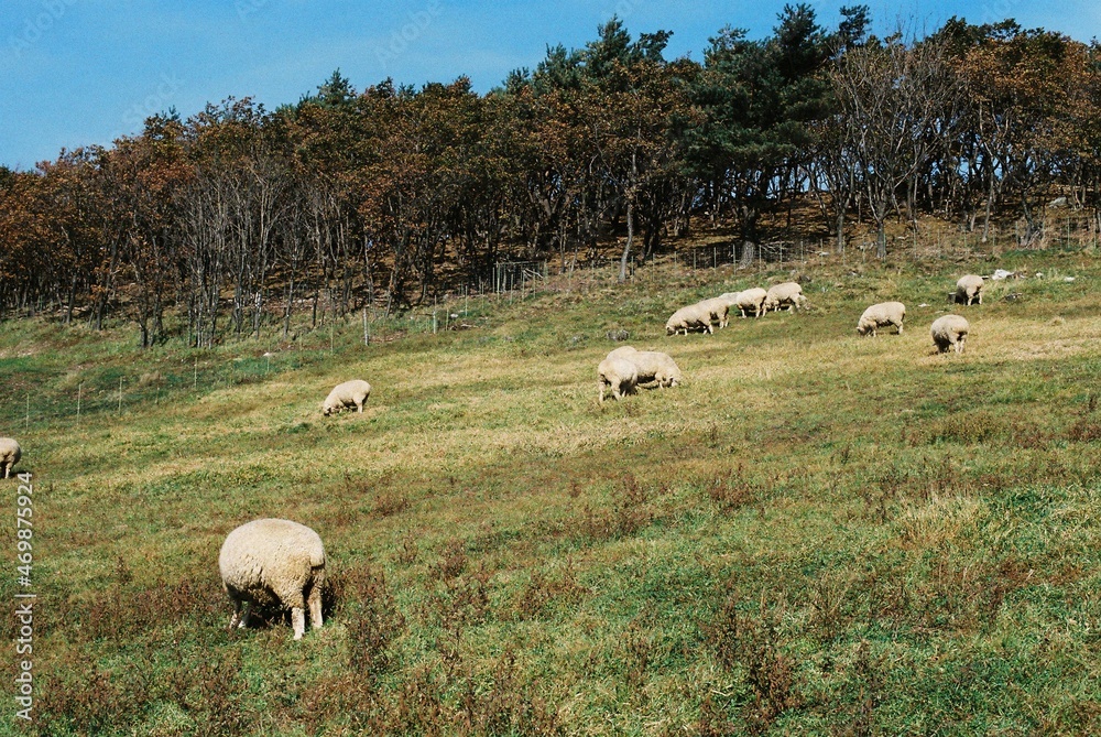 Fototapeta premium Peaceful flocks of sheep in Gangwon-do in Korea