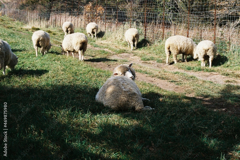 Fototapeta premium Peaceful flocks of sheep in Gangwon-do in Korea