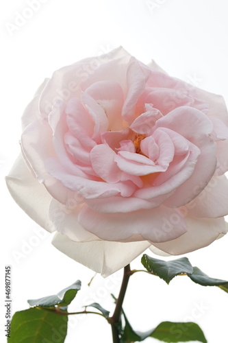 Fototapeta Naklejka Na Ścianę i Meble -  rose flower