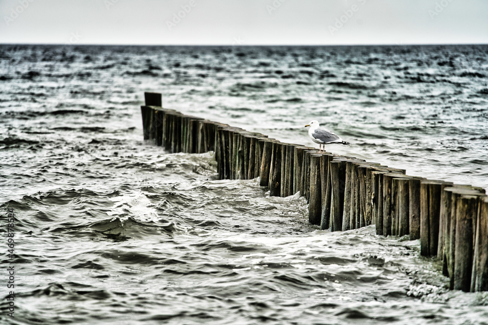 Fototapeta premium Möwe Ostsee