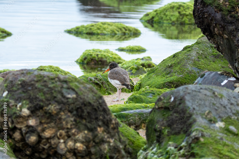 bird looking for a nest among the rocks covered with seaweed