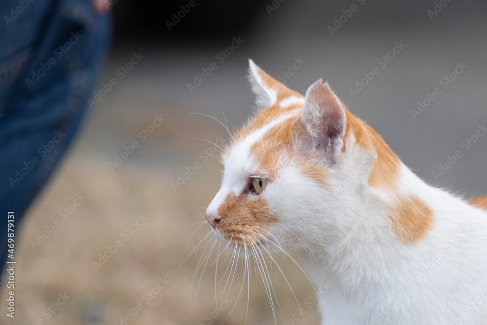 猫の横顔 茶白猫 猫の横顔 茶白猫
