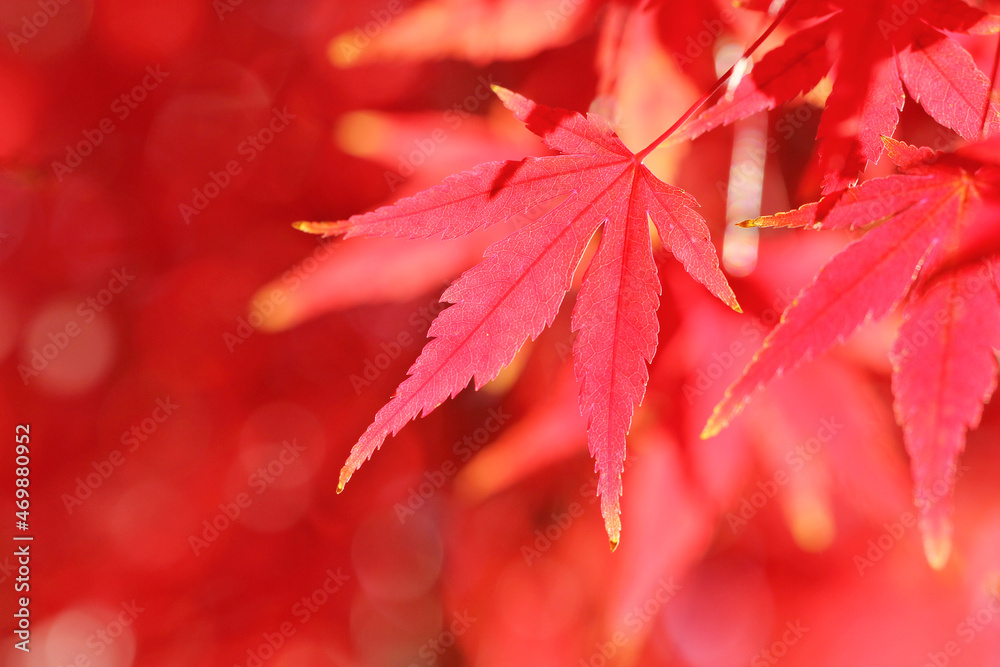 red autumn leaves