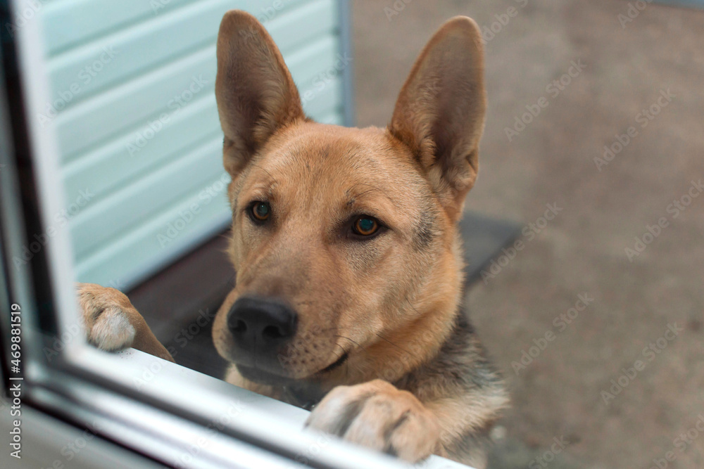 A dog with a sad expression looks curiously out of the window of the house