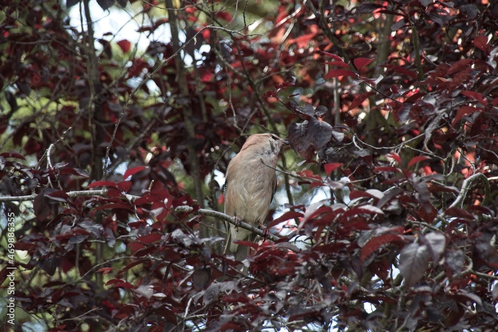 Fototapeta premium red cardinal on a branch