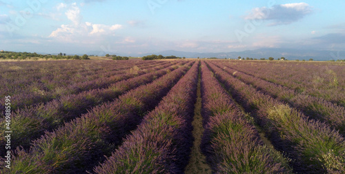 Photo a  rienne de champs de lavande sur le plateau de Valensole  Alpes-de-Haute-Provence  France