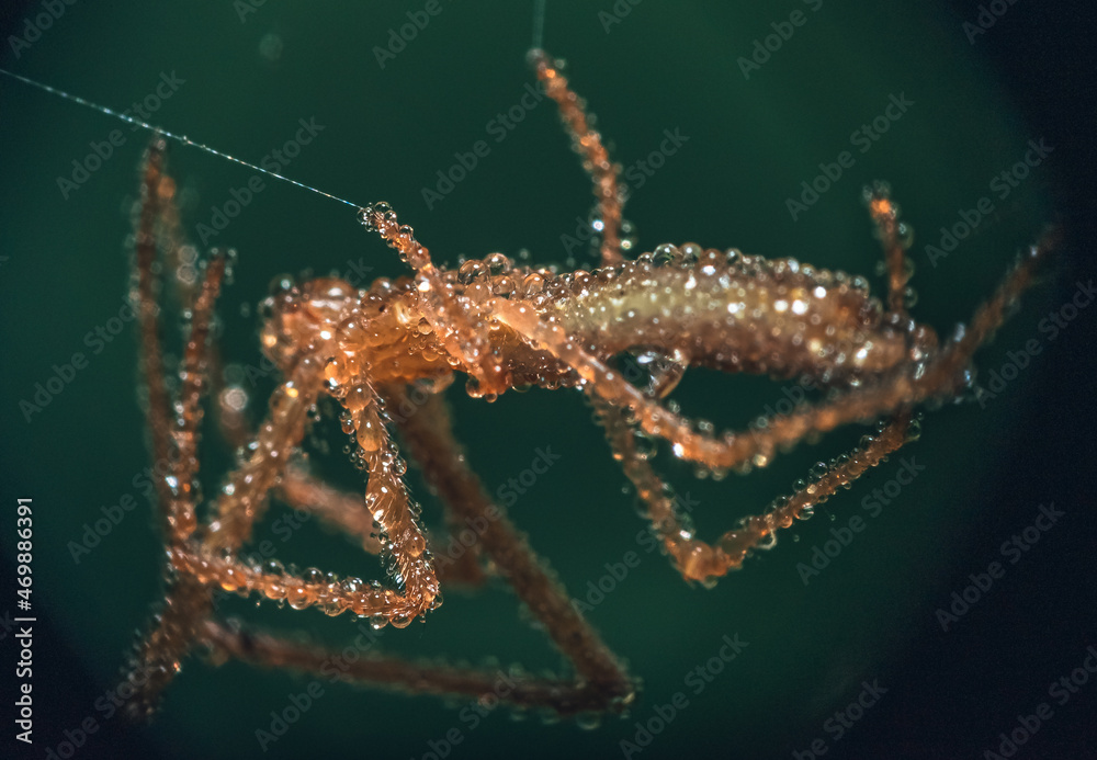 Spider Spider