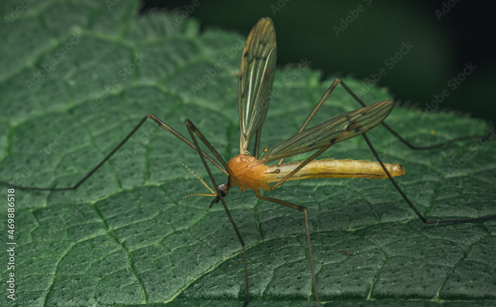 Fototapeta premium Insect