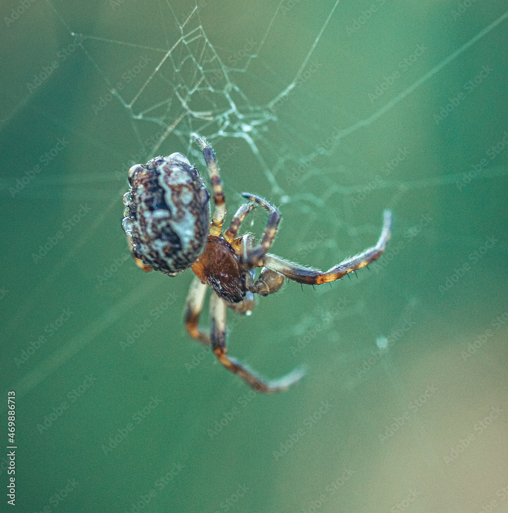Spider Spider