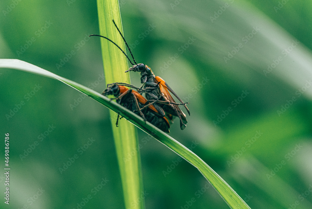 Summer insects Summer insects
