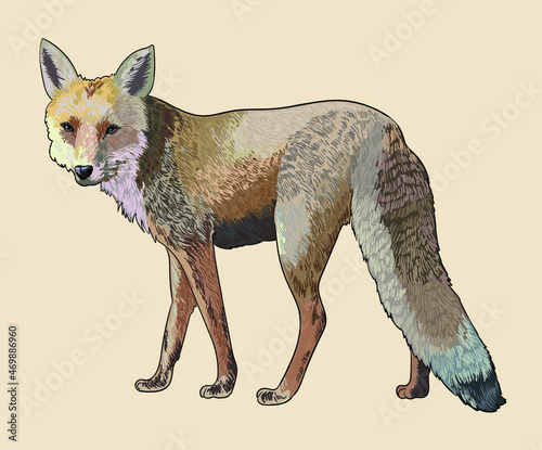 Jackal pictures, wild animal, art.illustration, vector