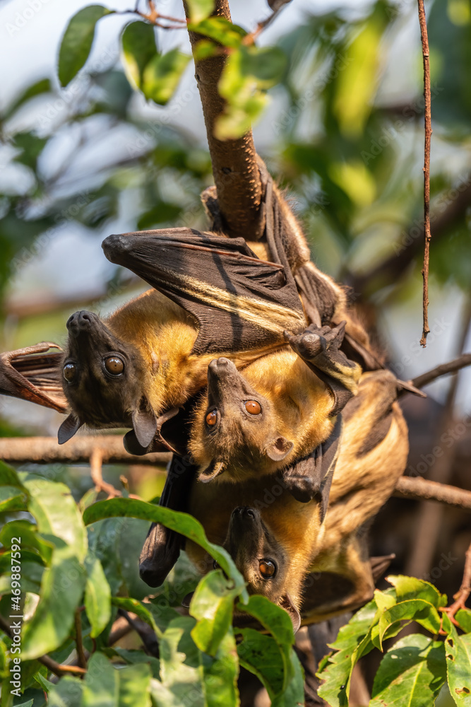 Straw-colored Fruit Bat - Eidolon helvum, beautiful small mammal from African forests and woodlands, Bwindi, Uganda.