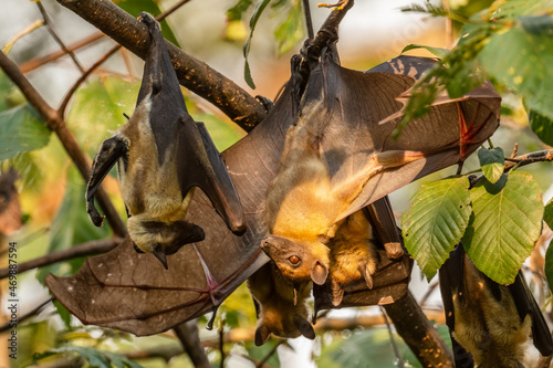 Straw-colored Fruit Bat - Eidolon helvum, beautiful small mammal from African forests and woodlands, Bwindi, Uganda. photo