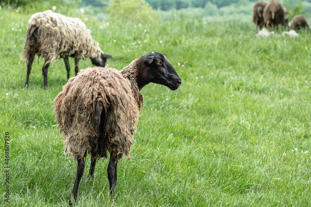 A black sheep with muddy wool grazes in a pasture in the mountains. In the background is green grass and other sheep. The concept of animal husbandry. A black sheep with muddy wool grazes in a pasture in the mountains. In the background is green grass and other sheep. The concept of animal husbandry.