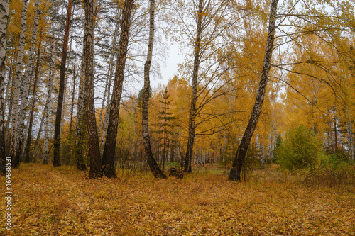 Golden autumn in a birch grove. The leaves on the trees are colored yellow. A golden carpet of fallen leaves spreads underfoot. Warm day in the Middle Urals (Russia). Autumn landscape