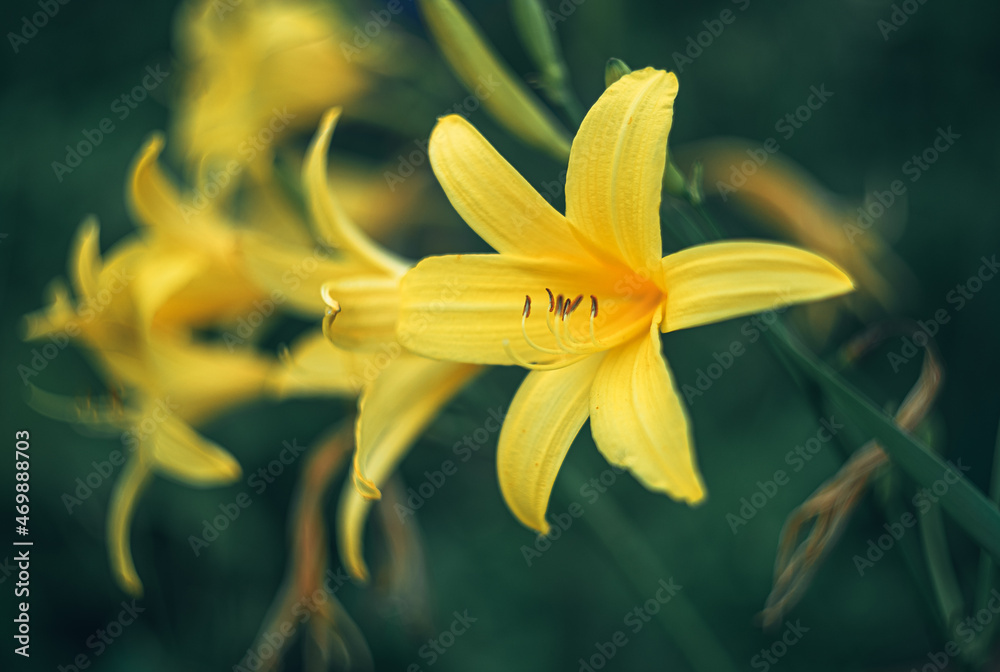 Obraz premium Garden flower