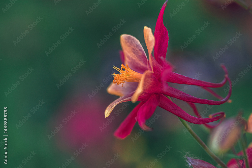 Obraz premium Garden flower