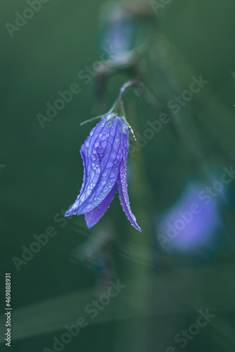 Wild flowers