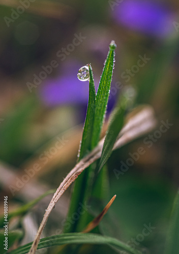 Spring morning dew