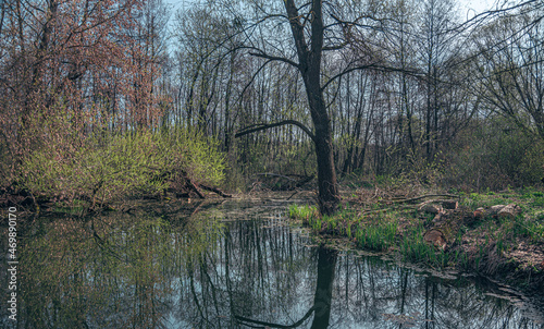 Fotografie Forest rill in spring morning
