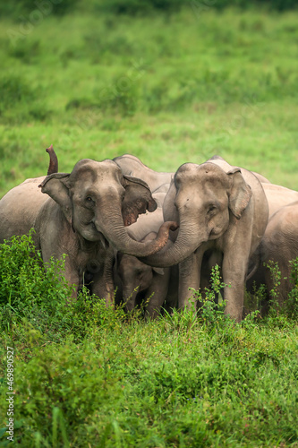 Herd of Asian Elephant protective an elephant calf on the grassland.