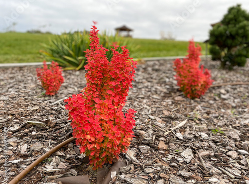 Obraz na płótnie Berberis thunbegrii Orange Ice. Thunberg berberis.
