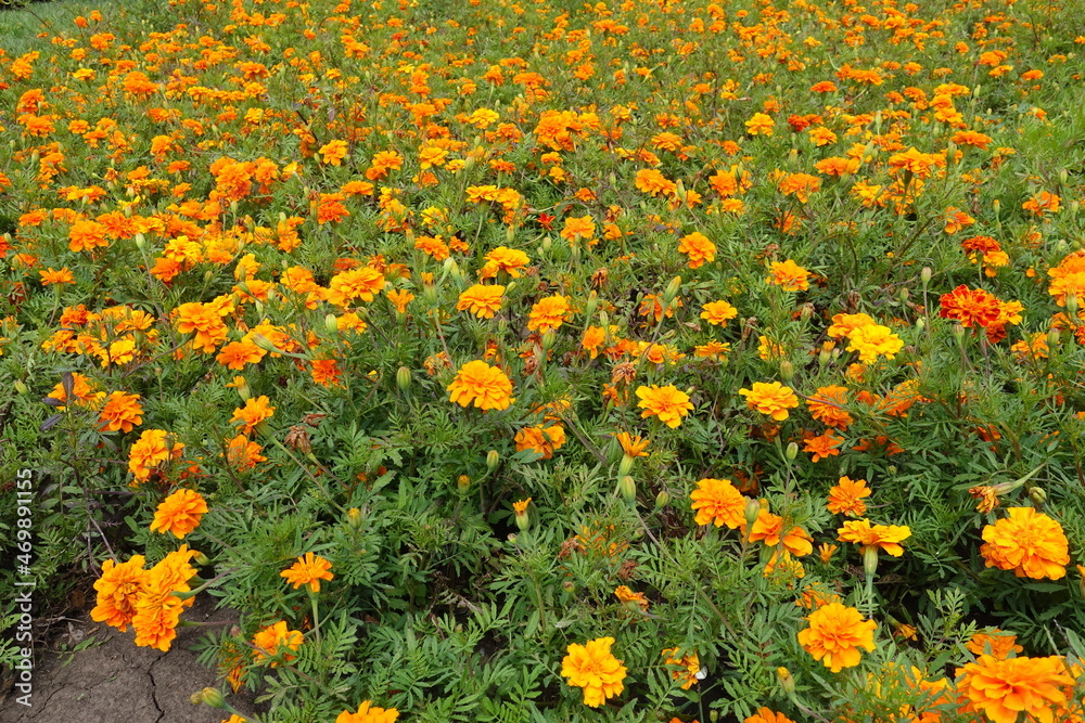 Mass of bright orange flowers of Tagetes patula in July