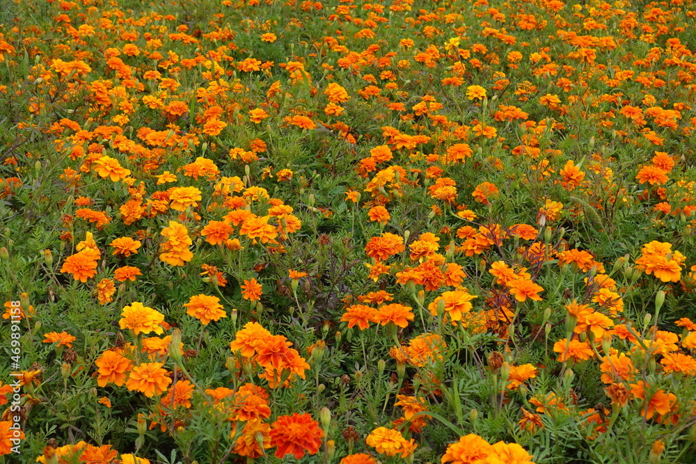 Multitude of bright orange flowers of Tagetes patula in July