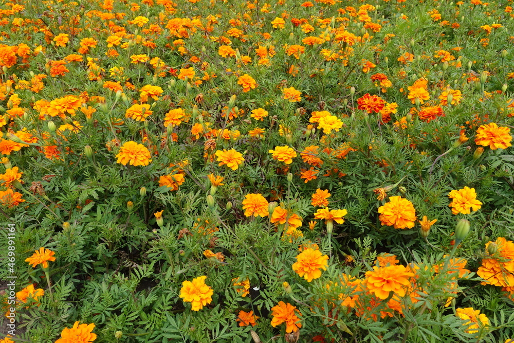 Noticeable orange flowers of Tagetes patula in mid July