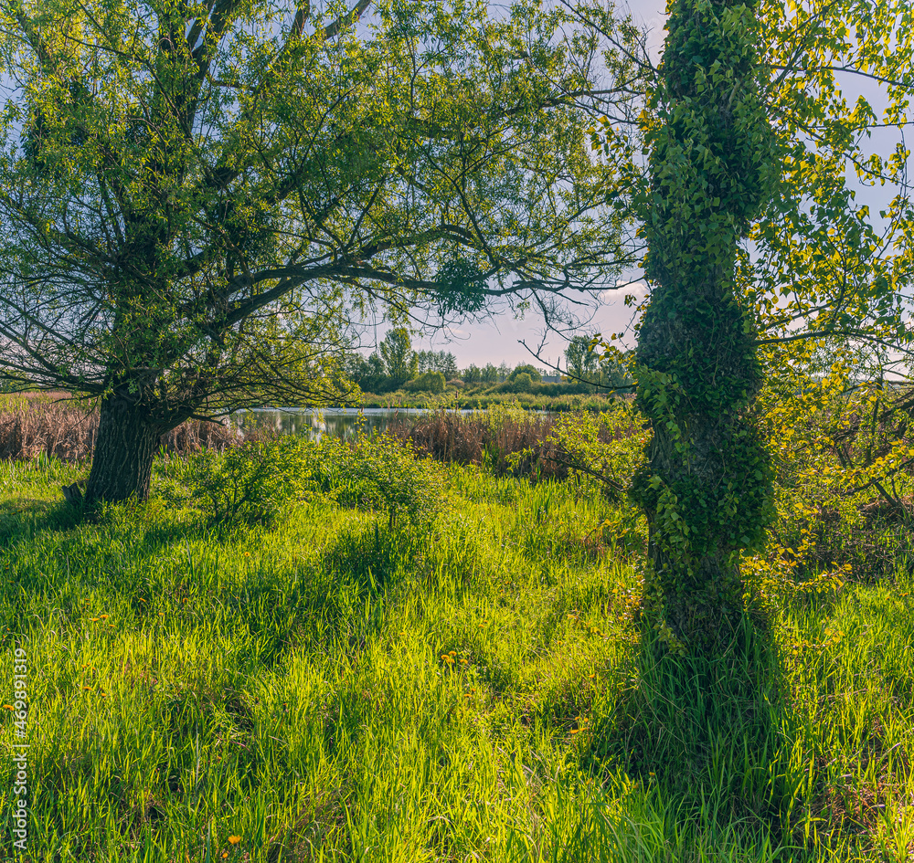 Fototapeta premium Summer landscape