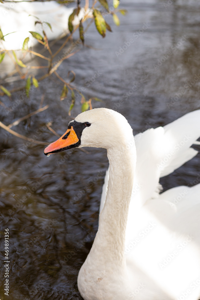 Obraz premium Beautiful white swan on the lake, close up