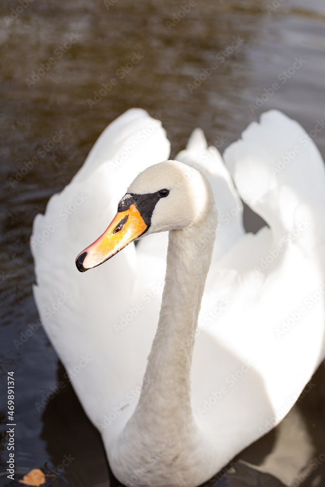 Obraz premium Beautiful white swan