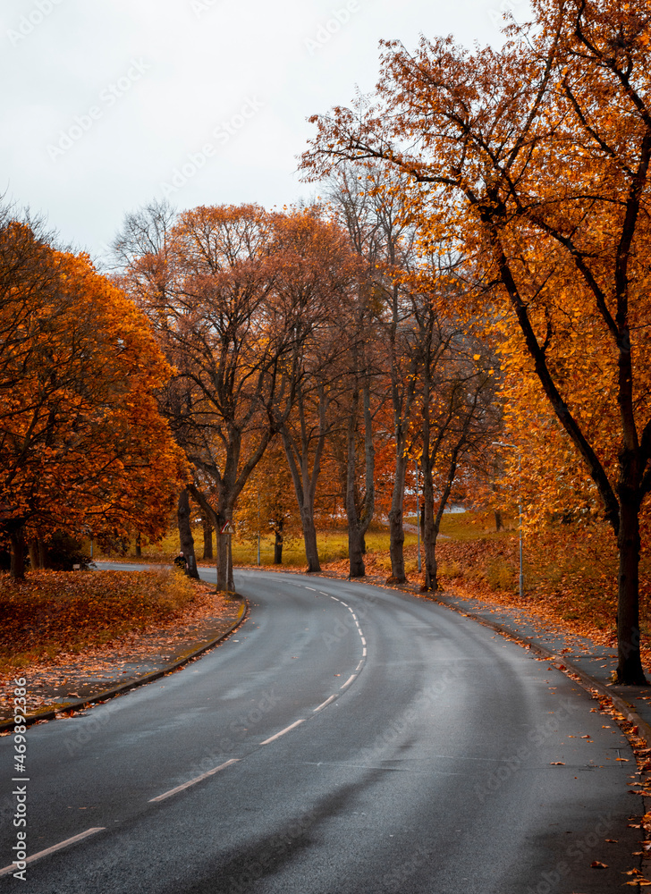 Obraz premium a road in an English autumn landscape